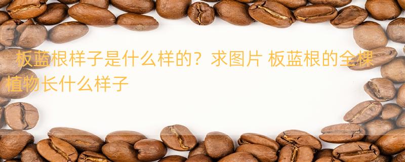 板蓝根样子是什么样的？求图片 板蓝根的全棵植物长什么样子