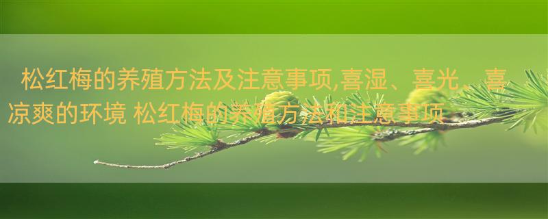 松红梅的养殖方法及注意事项,喜湿、喜光、喜凉爽的环境 松红梅的养殖方法和注意事项