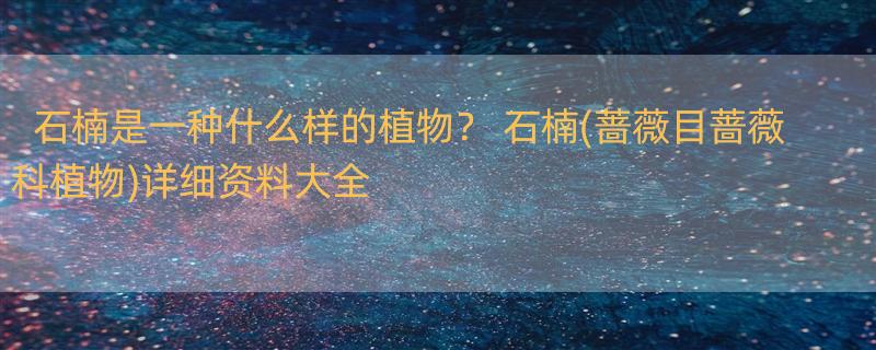 石楠是一种什么样的植物？ 石楠(蔷薇目蔷薇科植物)详细资料大全