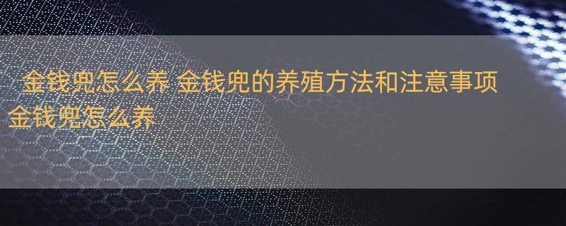 金钱兜怎么养 金钱兜的养殖方法和注意事项 金钱兜怎么养