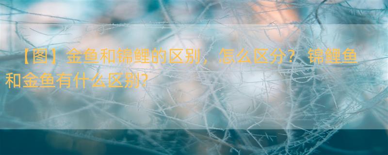 【图】金鱼和锦鲤的区别，怎么区分？ 锦鲤鱼和金鱼有什么区别?