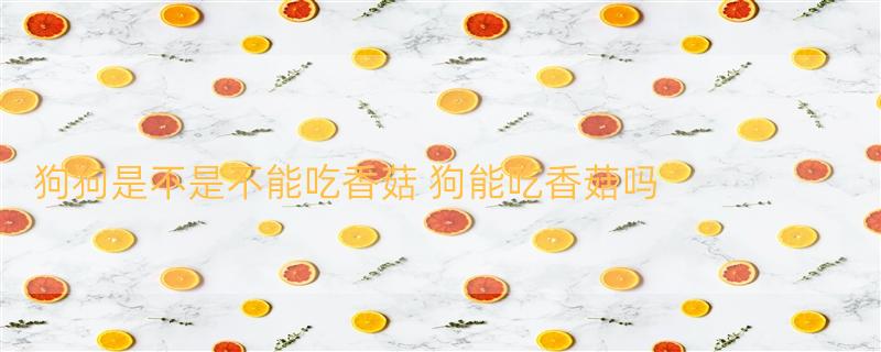 狗狗是不是不能吃香菇 狗能吃香菇吗