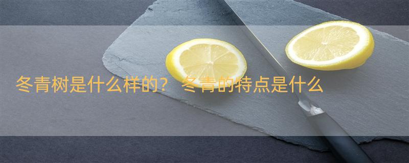 冬青树是什么样的？ 冬青的特点是什么